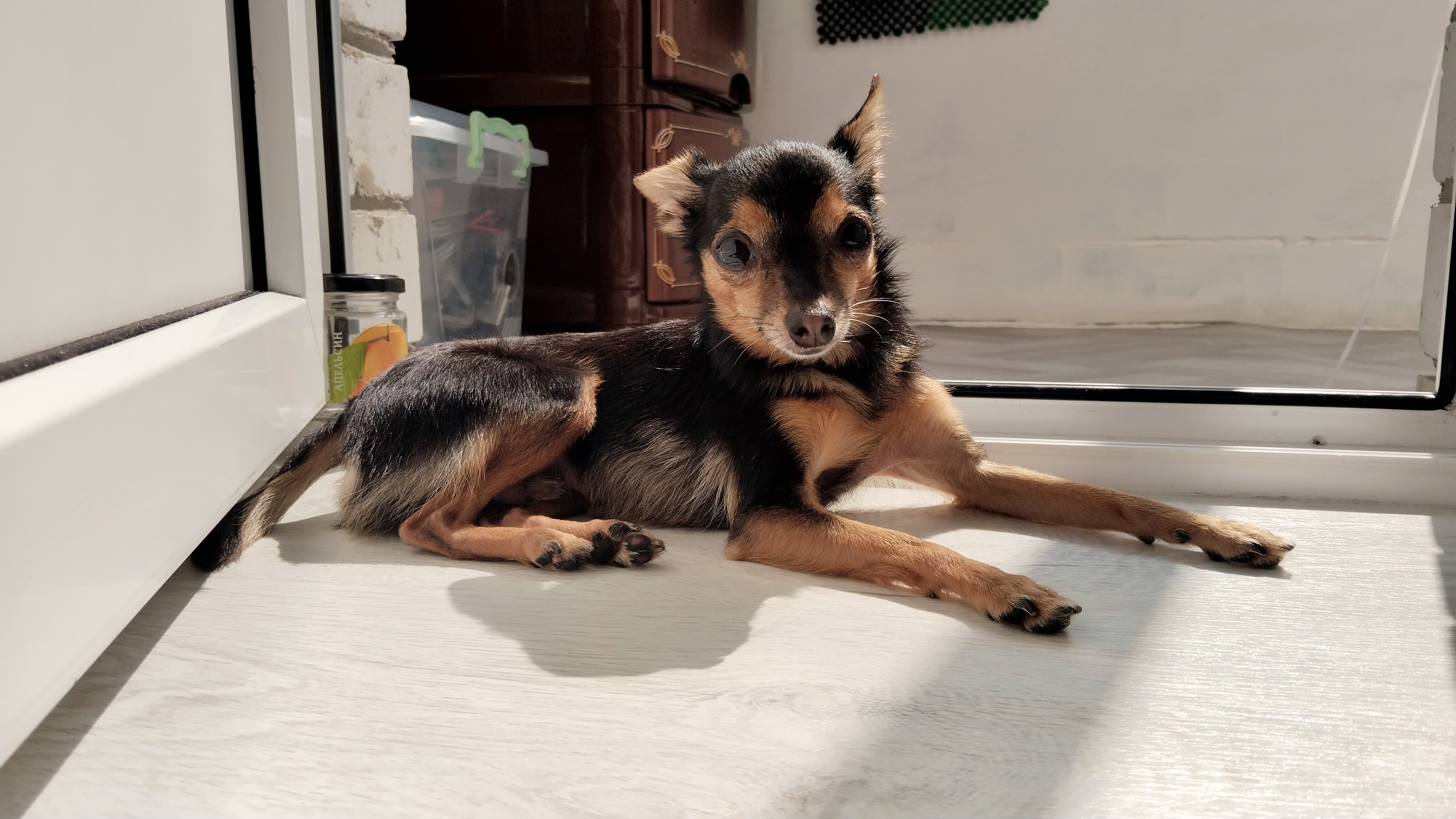 Чат Русский той  в мессенджере MAX